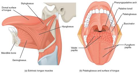 Bolesť "Palatoglossal Arch"